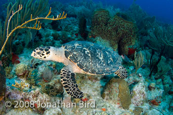 Hawksbill Sea turtle [Eretmochelys imbricata]