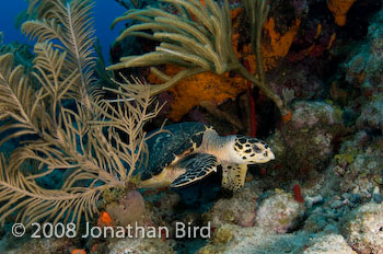 Hawksbill Sea turtle [Eretmochelys imbricata]