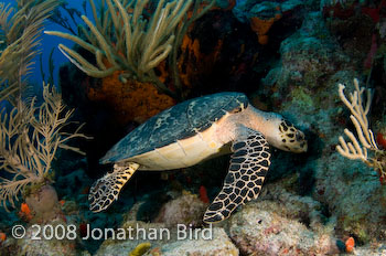 Hawksbill Sea turtle [Eretmochelys imbricata]