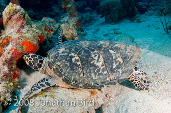 Hawksbill Sea turtle [Eretmochelys imbricata]