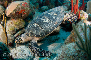 Hawksbill Sea turtle [Eretmochelys imbricata]