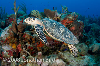 Hawksbill Sea turtle [Eretmochelys imbricata]