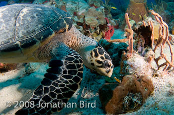 Hawksbill Sea turtle [Eretmochelys imbricata]