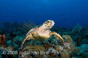 Hawksbill Sea turtle [Eretmochelys imbricata]