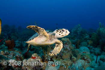 Hawksbill Sea turtle [Eretmochelys imbricata]