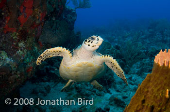 Hawksbill Sea turtle [Eretmochelys imbricata]