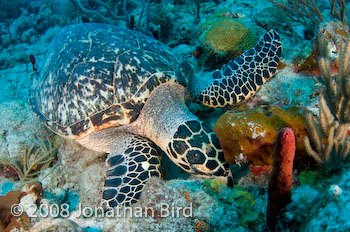 Hawksbill Sea turtle [Eretmochelys imbricata]