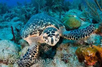 Hawksbill Sea turtle [Eretmochelys imbricata]