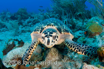 Hawksbill Sea turtle [Eretmochelys imbricata]