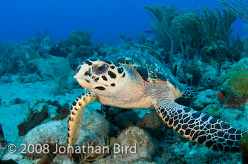 Hawksbill Sea turtle [Eretmochelys imbricata]