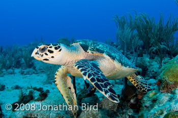 Hawksbill Sea turtle [Eretmochelys imbricata]