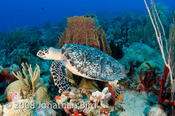 Hawksbill Sea turtle [Eretmochelys imbricata]