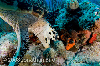 Hawksbill Sea turtle [Eretmochelys imbricata]