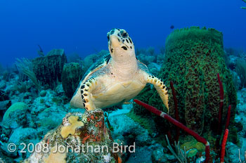 Hawksbill Sea turtle [Eretmochelys imbricata]