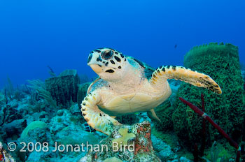 Hawksbill Sea turtle [Eretmochelys imbricata]