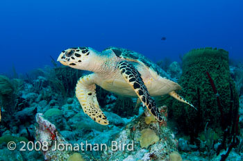 Hawksbill Sea turtle [Eretmochelys imbricata]