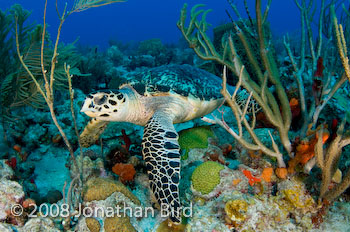 Hawksbill Sea turtle [Eretmochelys imbricata]