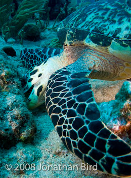 Hawksbill Sea turtle [Eretmochelys imbricata]