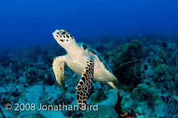 Hawksbill Sea turtle [Eretmochelys imbricata]