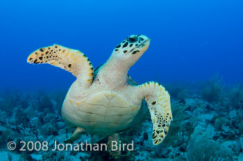 Hawksbill Sea turtle [Eretmochelys imbricata]