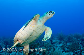 Hawksbill Sea turtle [Eretmochelys imbricata]