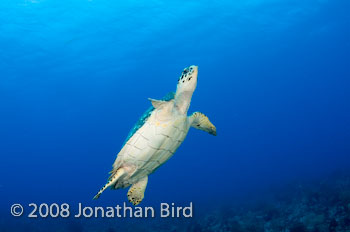 Hawksbill Sea turtle [Eretmochelys imbricata]