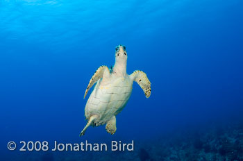 Hawksbill Sea turtle [Eretmochelys imbricata]