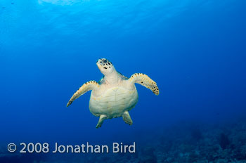 Hawksbill Sea turtle [Eretmochelys imbricata]