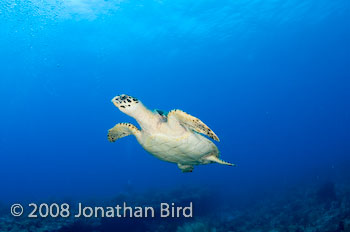 Hawksbill Sea turtle [Eretmochelys imbricata]