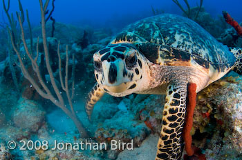 Hawksbill Sea turtle [Eretmochelys imbricata]