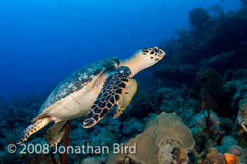 Hawksbill Sea turtle [Eretmochelys imbricata]