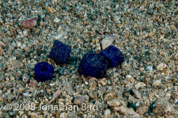 Blue Beads [--]