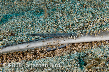 Southern Stingray [Dasyatis americana]