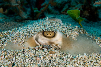 Southern Stingray [Dasyatis americana]