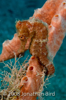 Longsnout Sea horse [Hippocampus reidi]