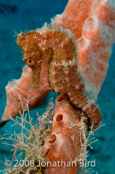 Longsnout Sea horse [Hippocampus reidi]