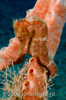 Longsnout Sea horse [Hippocampus reidi]