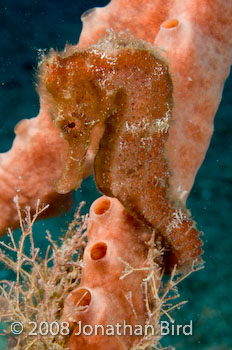 Longsnout Sea horse [Hippocampus reidi]