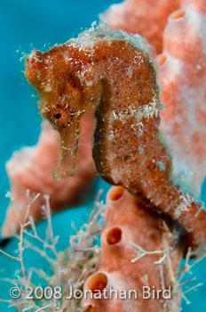 Longsnout Sea horse [Hippocampus reidi]