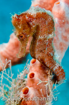 Longsnout Sea horse [Hippocampus reidi]