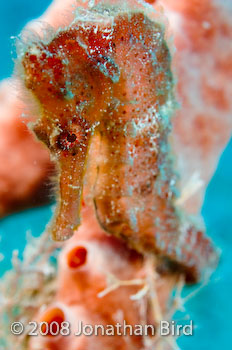 Longsnout Sea horse [Hippocampus reidi]