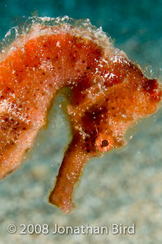 Longsnout Sea horse [Hippocampus reidi]