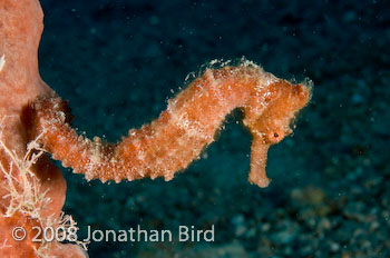 Longsnout Sea horse [Hippocampus reidi]