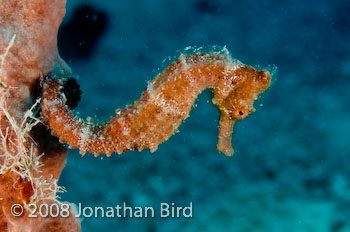 Longsnout Sea horse [Hippocampus reidi]