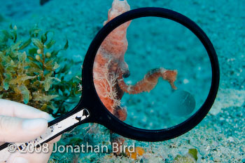 Longsnout Sea horse [Hippocampus reidi]