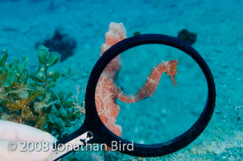 Longsnout Sea horse [Hippocampus reidi]