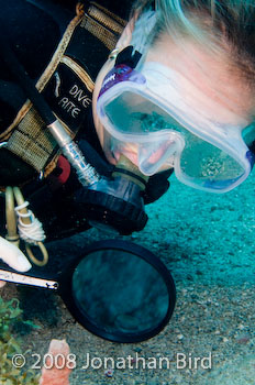 Longsnout Sea horse [Hippocampus reidi]