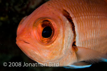 Blackbar Solderfish [Myripristis jacobus]