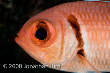 Blackbar Solderfish [Myripristis jacobus]