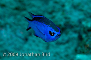 Blue Chromis [Chromis cyanea]